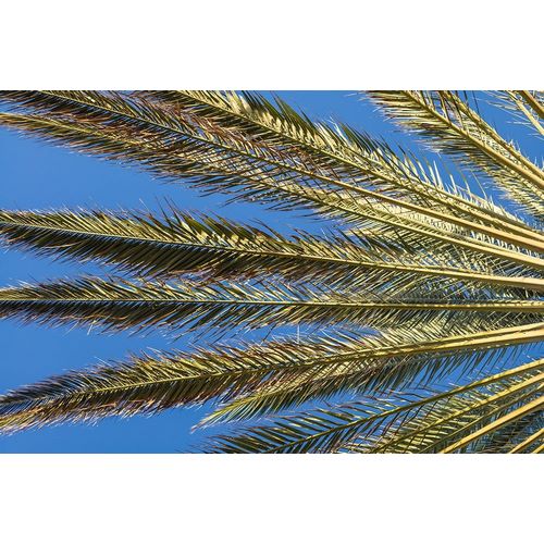 Canary Islands-Fuerteventura Island-Morro Jable-Playa del Matorral beach-palm tree